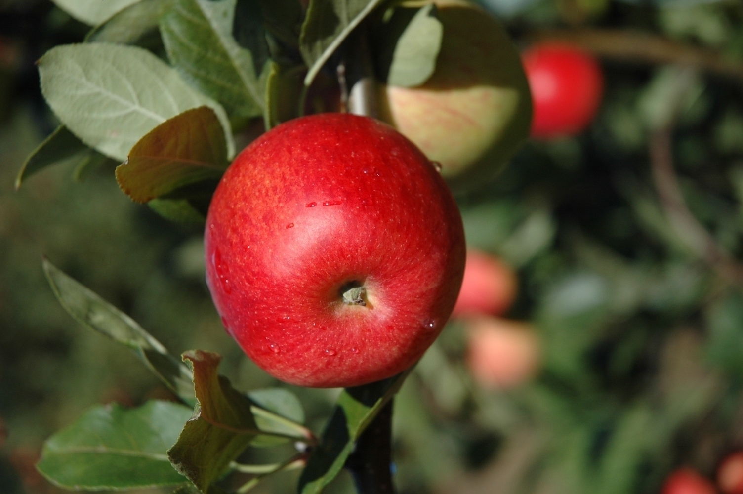 Produção de maçã deve crescer quase 28% em Santa Catarina