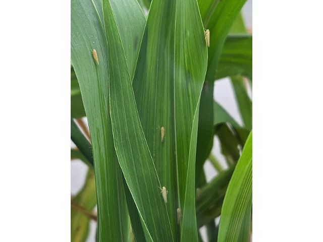 Plataforma da Epagri disponibiliza favorabilidade térmica para ocorrência de pragas do milho