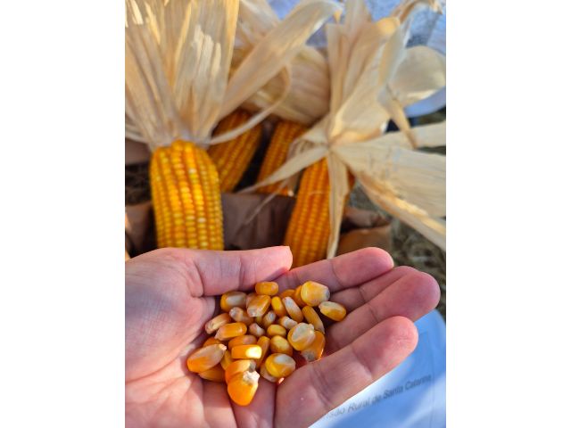 Epagri lança cultivar de milho mais resistente à estiagem e com alto índice de produtividade