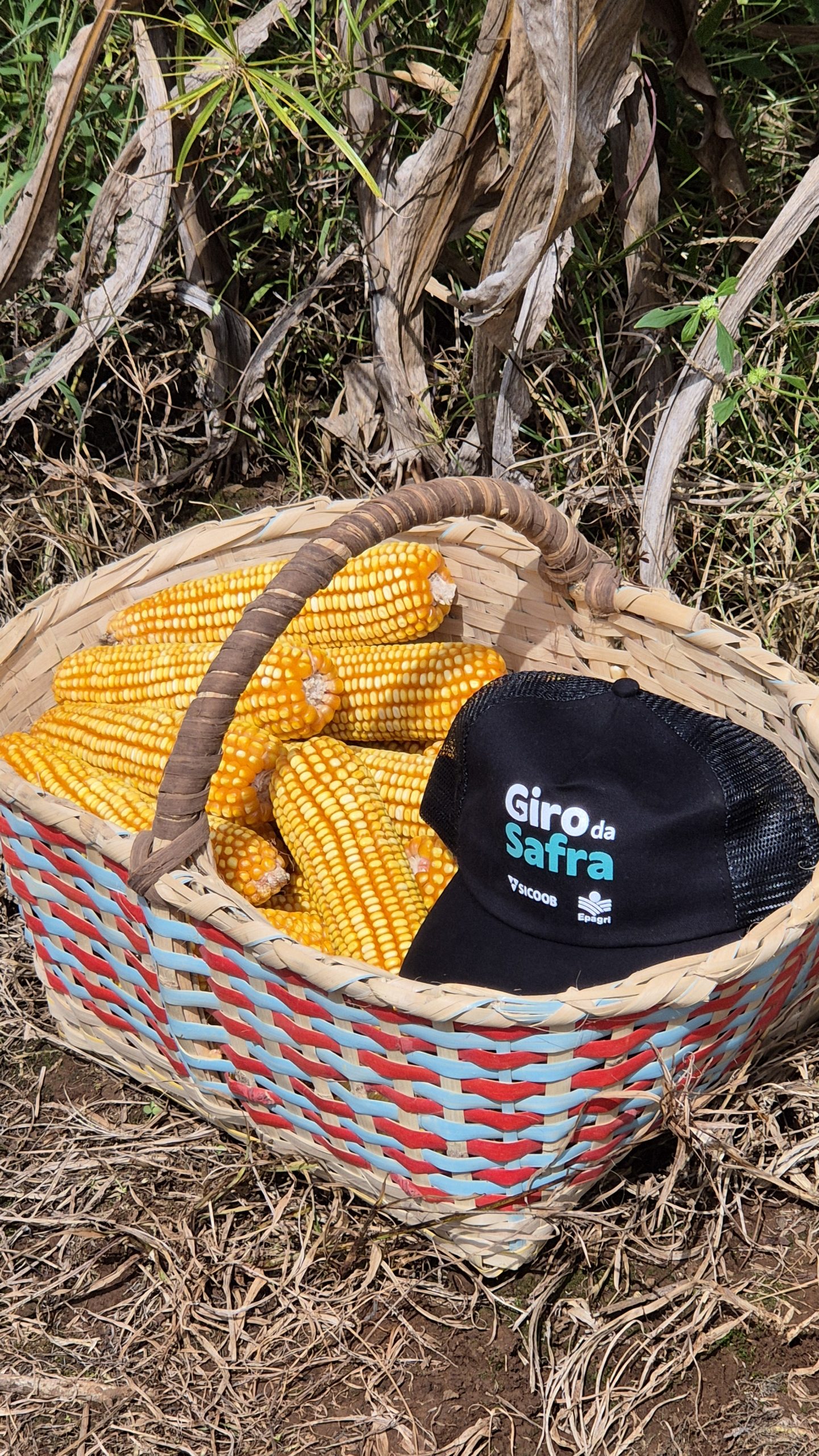 Giro da Safra aponta produtividade do milho acima de 204 sc/ha no Meio-Oeste catarinense