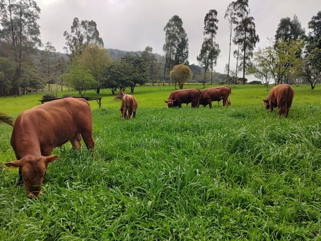 Aveia branca, amarela ou ucraniana? Como diferenciar as espécies no campo e no laboratório