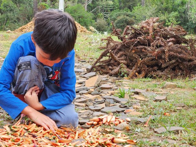 Safra de pinhão deve ser inferior em 2026, mas preço deve compensar queda de produção