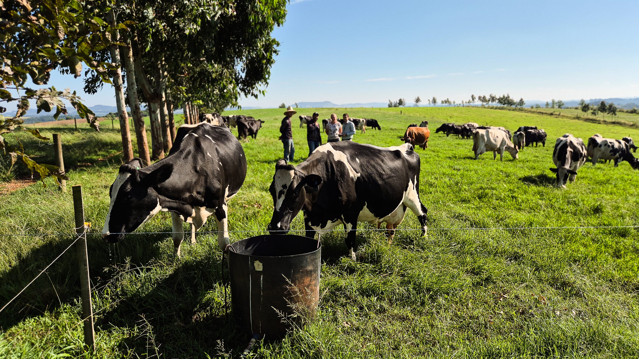 Setor leiteiro dá sinais de recuperação em 2026, aponta Boletim Agropecuário da Epagri/Cepa