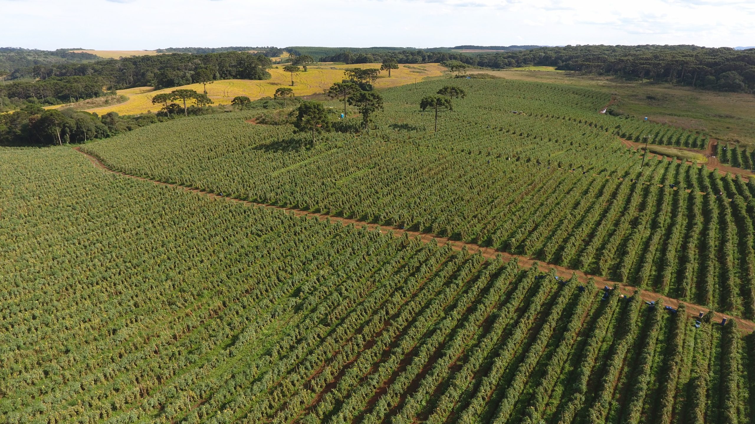 Agro de Santa Catarina bate recorde e VPA atinge R$ 74,9 bilhões em 2025