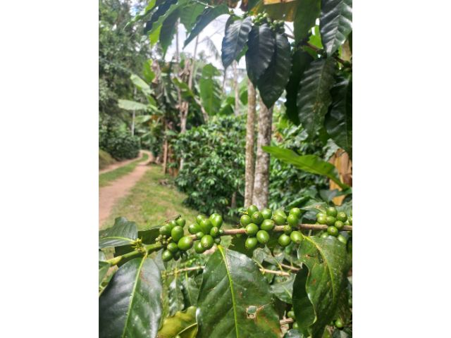 Projeto da Epagri vai gerar informações para agricultura familiar catarinense produzir café especial com sustentabilidade