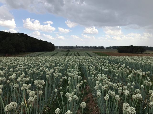 Epagri desenvolve cultivar de cebola híbrido com bom potencial produtivo e pouco suscetível a doenças