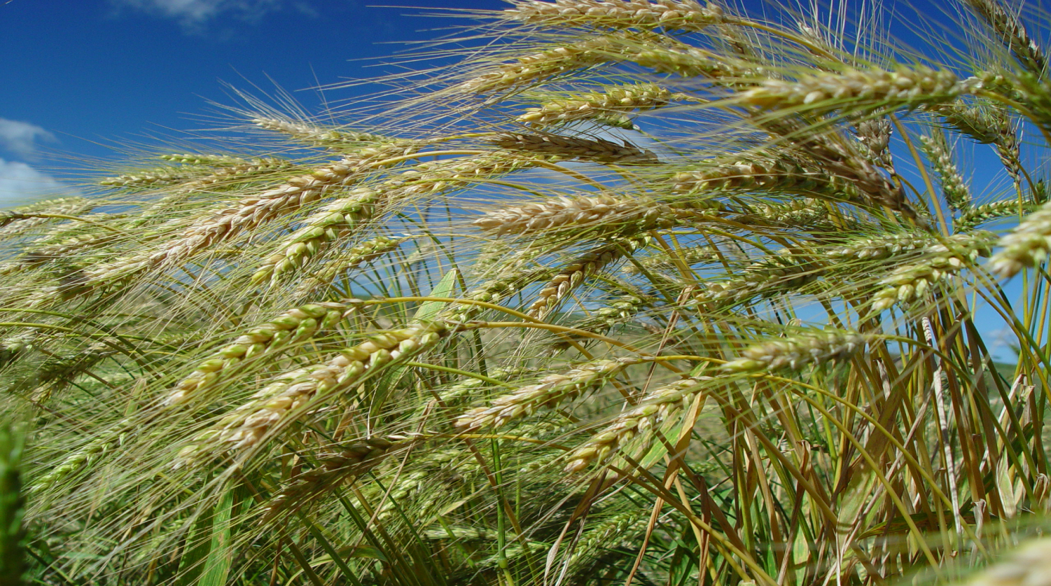 Epagri/Cepa divulga estimativas da safra de inverno 2026/27 em cenário de El Niño