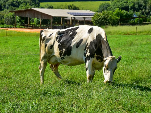 Epagri/Cepa divulga edição de julho do Boletim Agropecuário