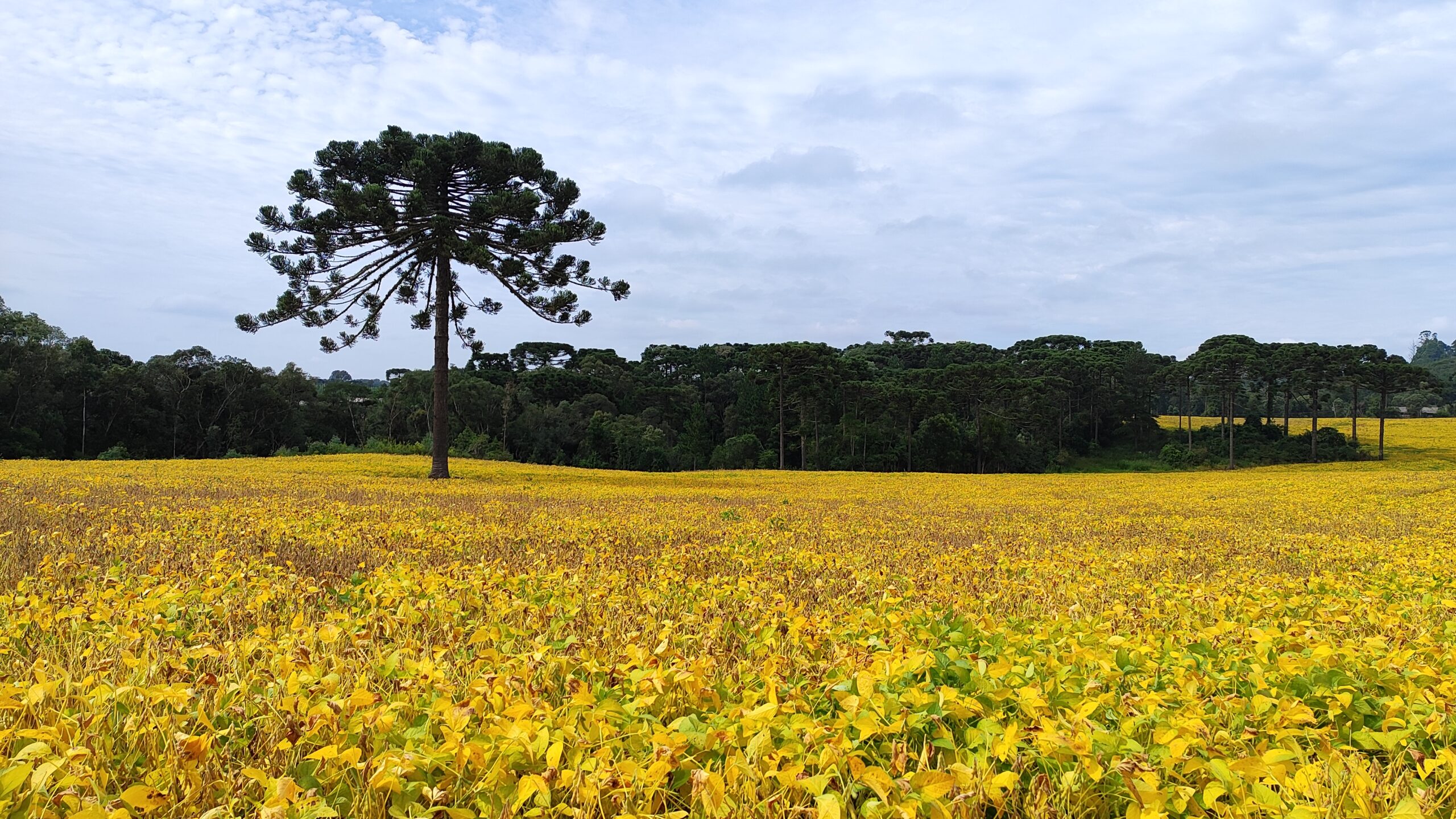 Epagri/Cepa divulga estimativas para a Safra Catarinense de Verão 2026/2027 sob influência do El Niño