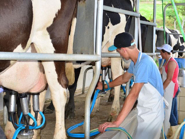 Santa Catarina tem a maior produtividade de leite do Brasil em 2025